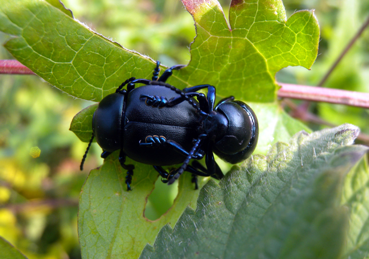Timarcha tenebricosa